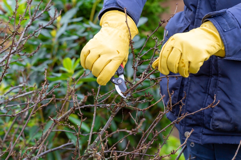 pruning-currant-bushes-in-autumn-garden-work-the-2026-03-19-01-47-27-utc.jpg